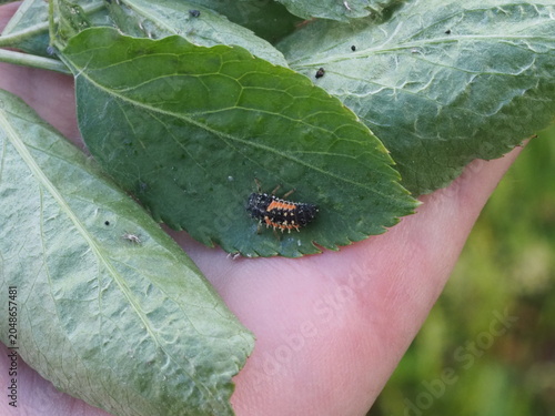 Authentic Macro Photo of Seven-spot Ladybird Larva (Coccinella septempunctata)