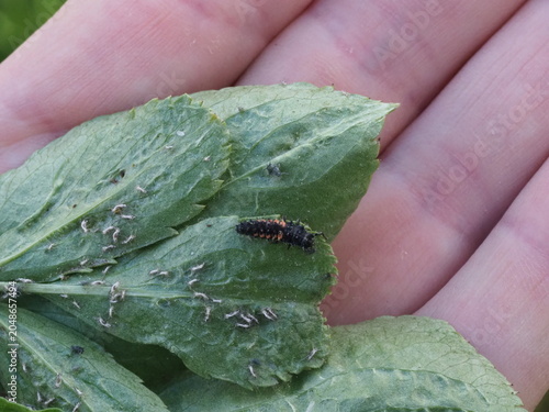 Authentic Macro Photo of Seven-spot Ladybird Larva (Coccinella septempunctata)
