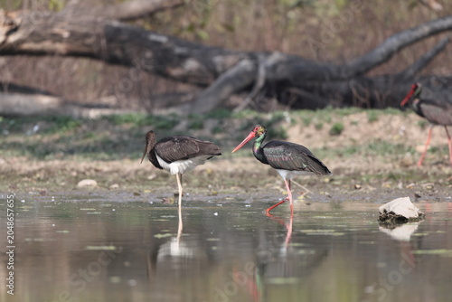 Photography The black stork (Ciconia nigra) is a large bird in the stork family Ciconiidae