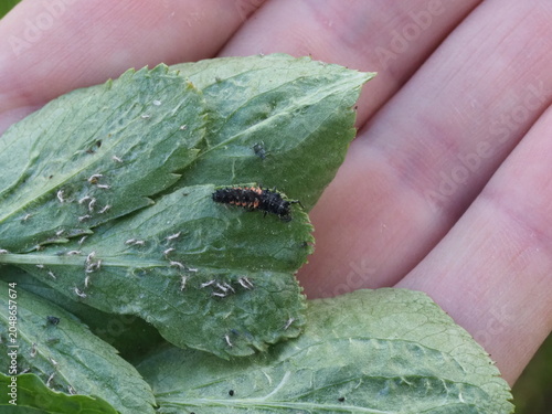 Authentic Macro Photo of Seven-spot Ladybird Larva (Coccinella septempunctata)