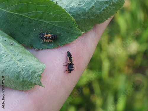 Authentic Macro Photo of Seven-spot Ladybird Larva (Coccinella septempunctata)