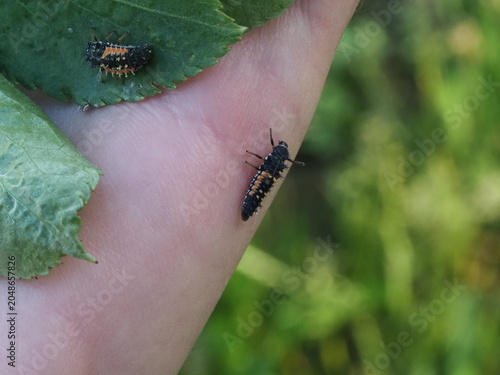 Authentic Macro Photo of Seven-spot Ladybird Larva (Coccinella septempunctata)