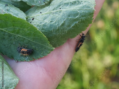 Authentic Macro Photo of Seven-spot Ladybird Larva (Coccinella septempunctata)
