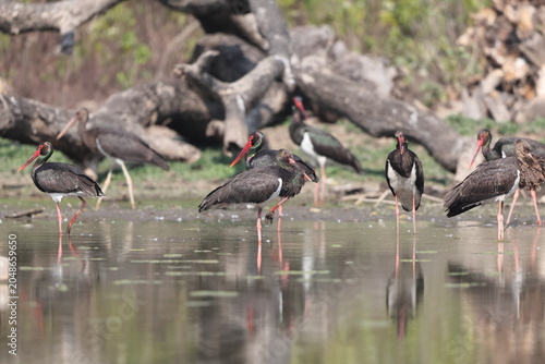 Sticker The black stork (Ciconia nigra) is a large bird in the stork family Ciconiidae