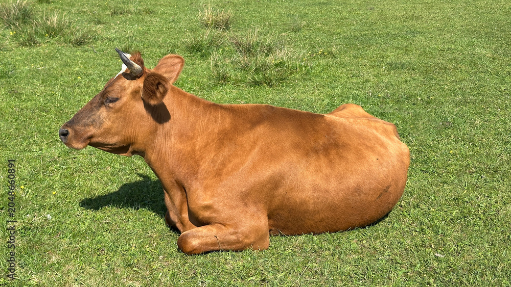 Fototapeta premium Cow. A red cow lies in a field
