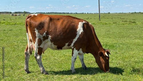Cow. A red cow grazing in a field