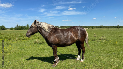 A horse is grazing in a field.