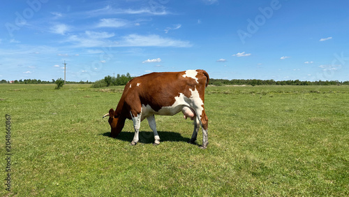 Cow. A red cow grazing in a field