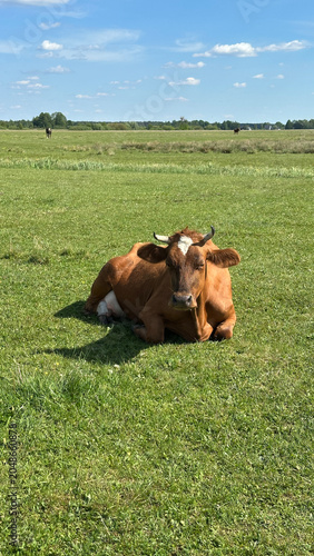 Cow. A red cow lies in a field