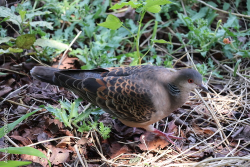 Фотография A turtle dove in a flowerbed