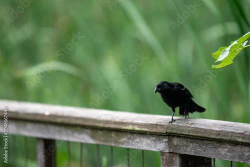 red winged blackbird perched on fence