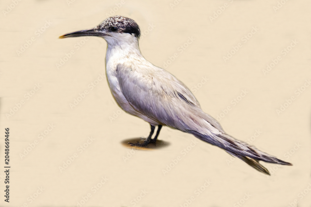 Fototapeta premium A mottled-nosed tern on a white background. Birds, ornithology, ecology.
