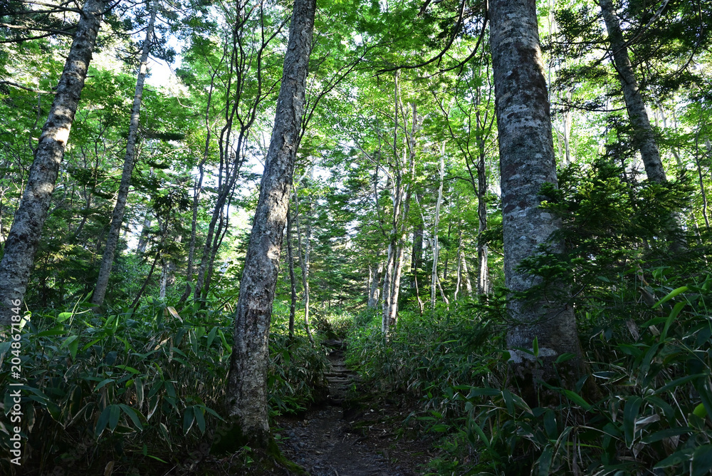 Obraz premium Climbing Mt. Yakedake, Nagano, Japan