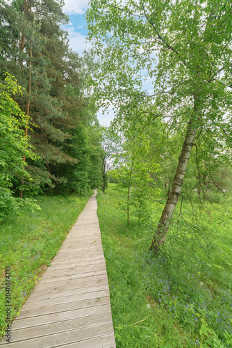 Birch and pine trees grow along a narrow wooden boardwalk stretching into the forest. Small blue wildflowers bloom in the green grass beside the plank path.