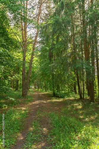 A dirt path runs through a shady forest of tall pine and spruce trees. Green grass and wild plants line the trail under soft summer sunlight.