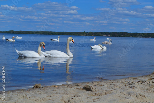 White Swan on the Lake. Mute Swan (Cygnus olor) gliding across the Lake at sunset. European bird wildlife. A beautiful swan swimming in a pond.A mute swan wading in a deep lake