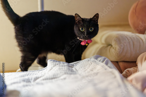 黒猫