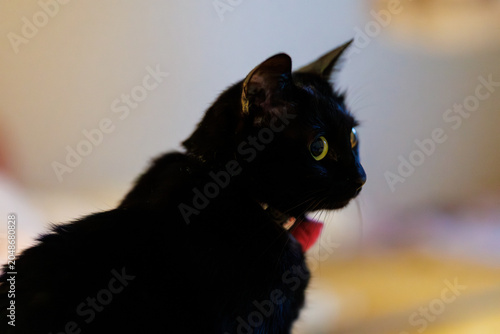 黒猫