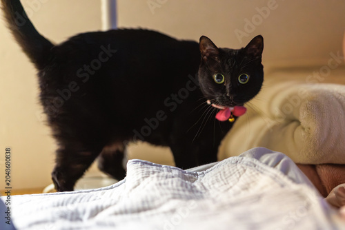 黒猫