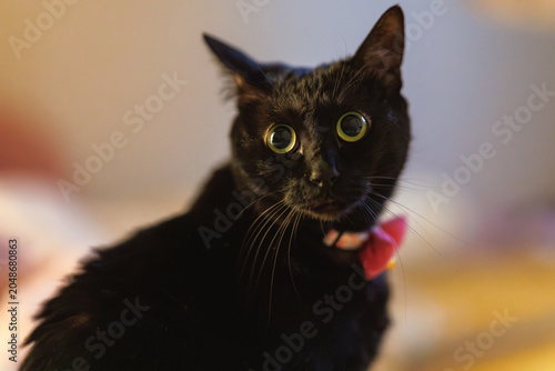 黒猫