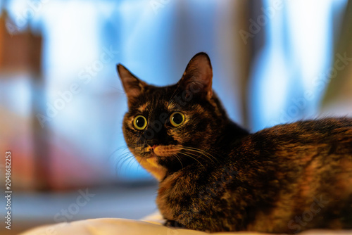 サビ猫