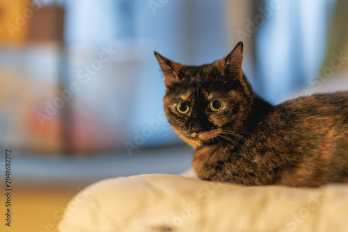 サビ猫