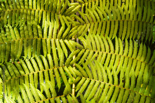 Fotografija close up of green dryopteris affinis fern leaves in garden, abstract background