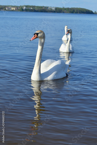 White Swan on the Lake. Mute Swan (Cygnus olor) gliding across the Lake at sunset. European bird wildlife. A beautiful swan swimming in a pond.A mute swan wading in a deep lake