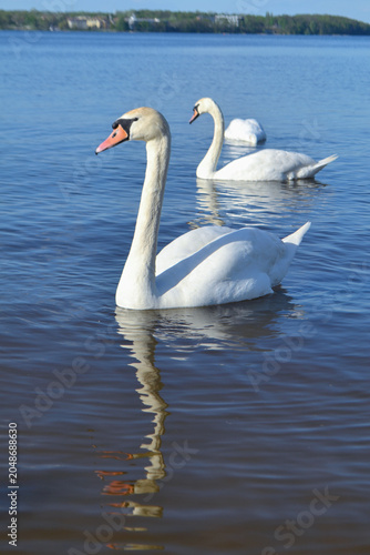 White Swan on the Lake. Mute Swan (Cygnus olor) gliding across the Lake at sunset. European bird wildlife. A beautiful swan swimming in a pond.A mute swan wading in a deep lake