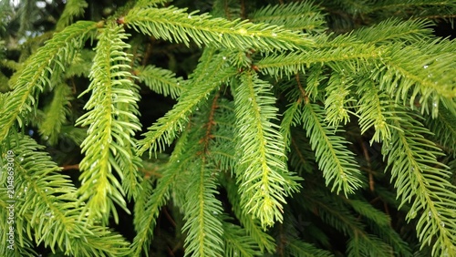Close-up view of vibrant green spruce tree branches with water droplets
