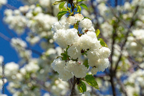 Photos Close-up of Prunus glandulosa 'Alba Plena' with exquisite white blooms, highligh