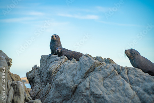 A group of seals on the seaside rocks, seal habitat