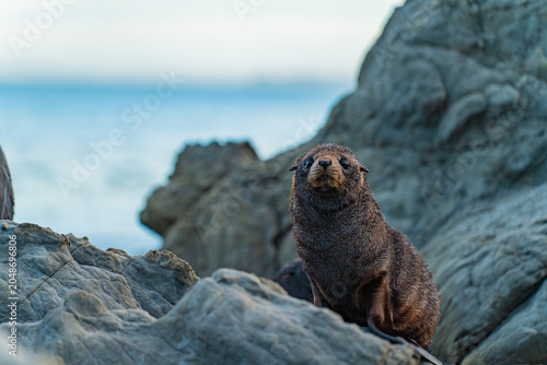 Close-up of a seal on the rocks, New Zealand
