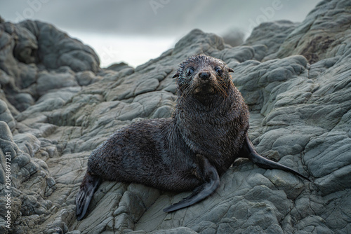 Bild auf Leinwand Close-up of a seal on the rocks, New Zealand