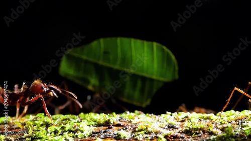 Leafcutter ants meticulously carry green foliage across a mossy branch