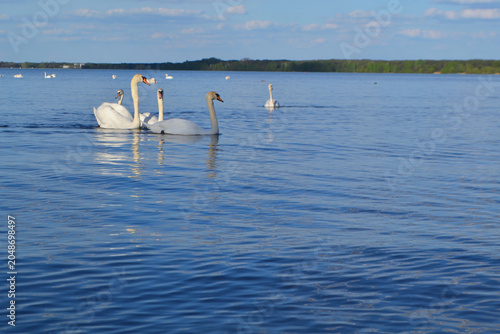 White Swan on the Lake. Mute Swan (Cygnus olor) gliding across the Lake at sunset. European bird wildlife. A beautiful swan swimming in a pond.A mute swan wading in a deep lake