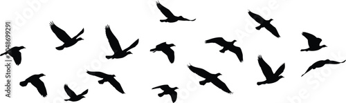 Foto Birds black silhouettes flying, flock flight movement in sky set on white background