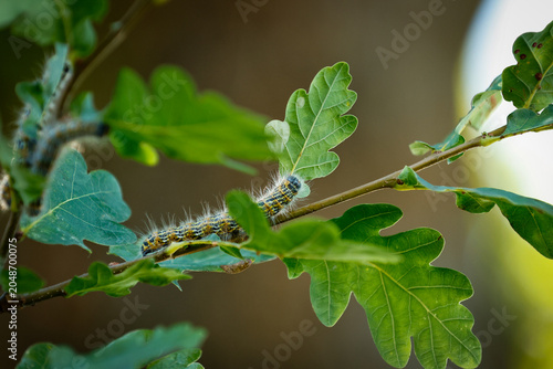 Oak processionary Caterpillar. Toxic Oak Eaters. Tree Pest. Harmful to Oak Trees, Humans and animals. Toxic wildlife. 