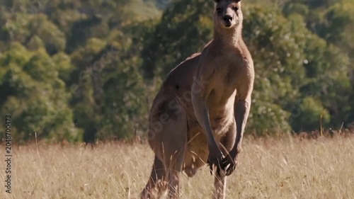Majestic kangaroo standing alert in a sunlit grassy field with trees in background