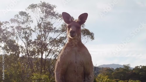 Close-up of a curious kangaroo standing tall in a sun-drenched Australian landscape