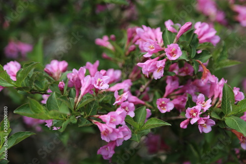 Blossoming Pink Bell-shaped Flowers with Green Leaves and Soft Bokeh Background, Native Flora of Jeju Island Alpine Zone
