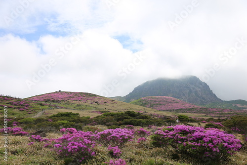 Majestic Peak of Mount Hallasan Surrounded by Vibrant Pink Azalea Flowers and Clouds on Witseoreum Trail, Jeju Island