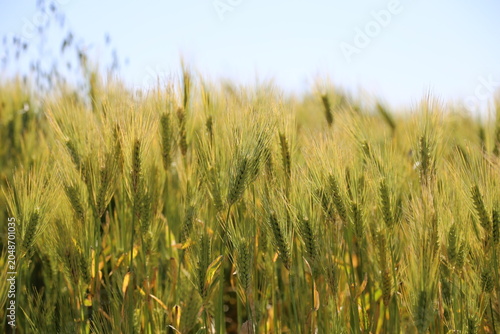Full Frame Texture of Green and Golden Barley Field, High Angle View of Ripe Wheat Ears Waving in the Wind