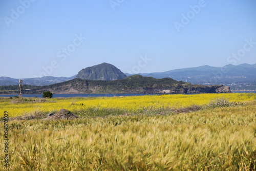 Scenic Spring Landscape of Gapado with Vibrant Yellow Canola Flowers, Barley Field, and Songaksan Mountain Under Clear Blue Sky