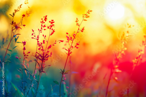 Wildflowers against colorful background