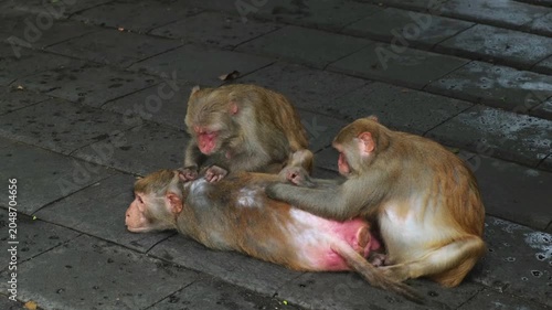 Three macaque monkeys engage in social grooming on paved stone ground in tropical park habitat. Primate hygiene behavior and group bonding strengthen social ties within the troop at wildlife reserve.