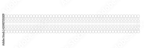 Foto Phospholipid bilayer cross section diagram, cell membrane structure, biology education