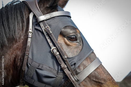 Photos Horse wearing a mask under their bridle