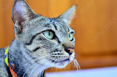 The shot of the cat is looking at something.