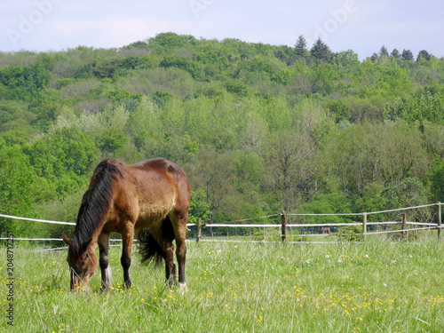 фотографія Example of a horse with black mane who is grazing inside the Val d Oise